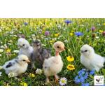 Us Silkie Seidenhuhn Küken.jpg